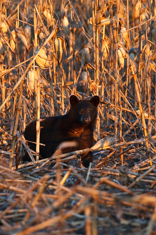 Black Bear Snapshot